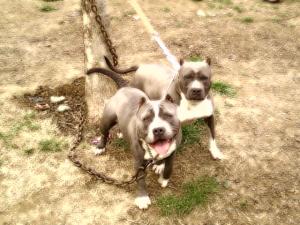 ukcprpitbullpuppiesareherebluetri-colorge